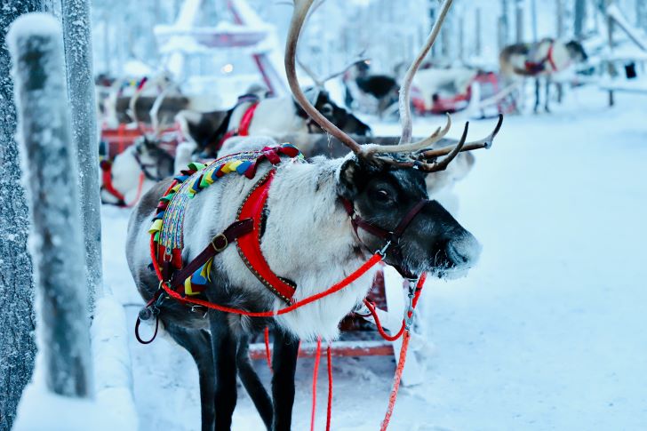 Reindeer Tours in Lapland
